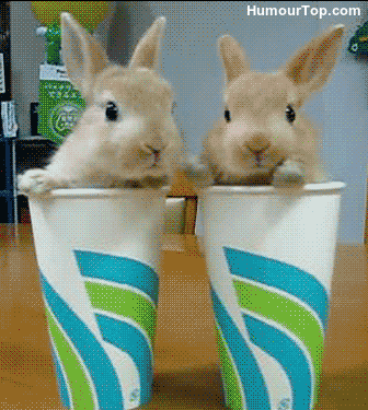 lapin super star aussi au comptoir dla fabrik a potos.gif