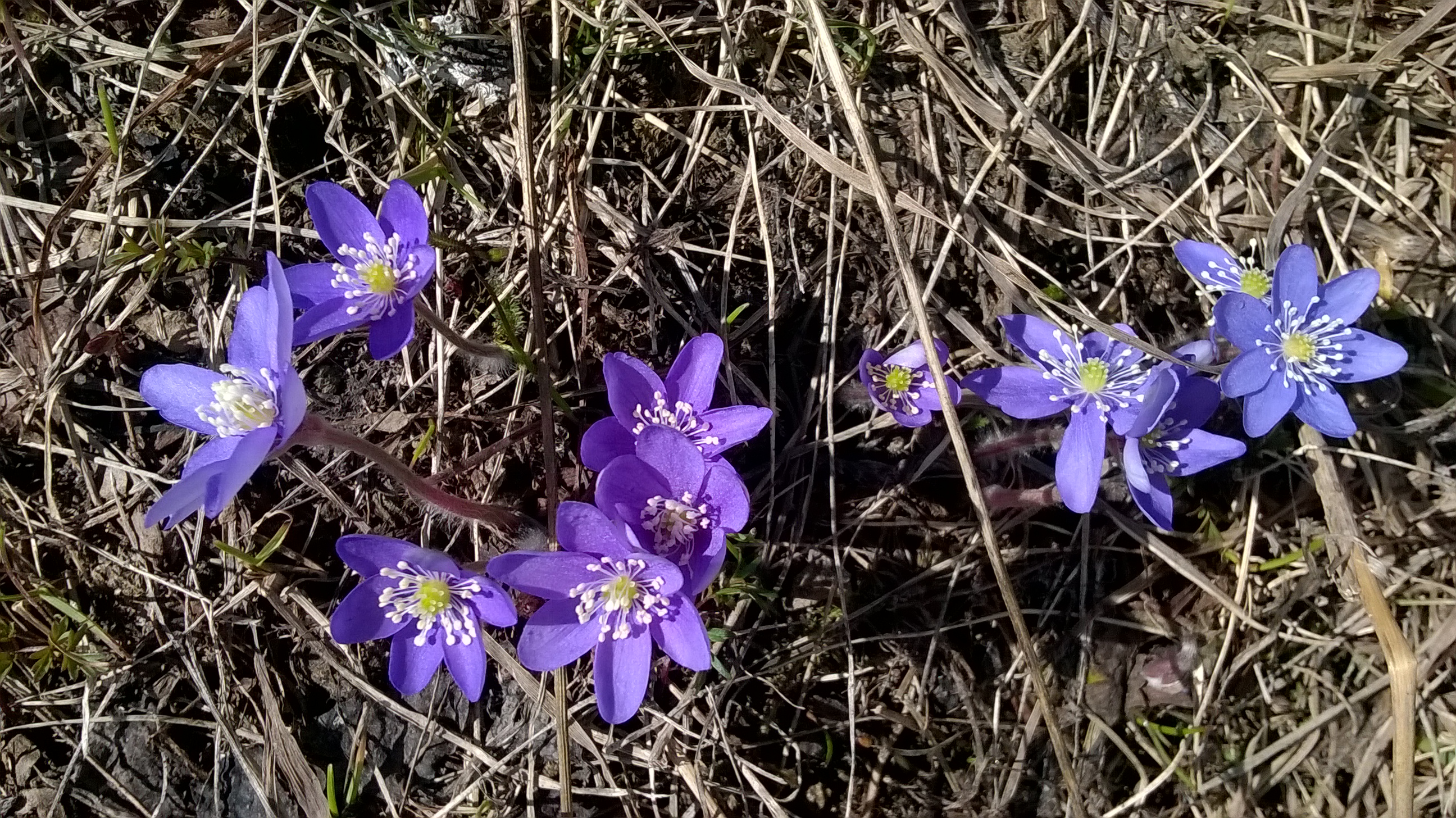 bord de piste fleuris