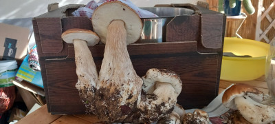 Triple cèpes