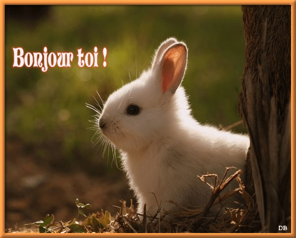 bonjourlapin.gif