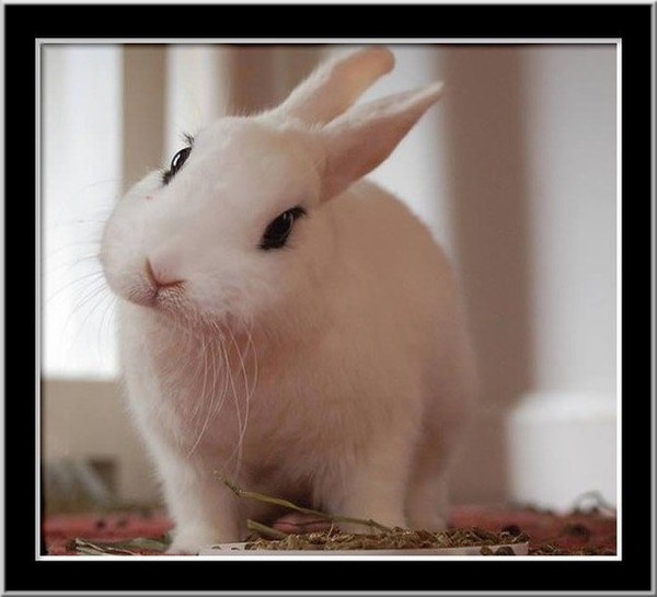 le Lapin va friser tes moustaches au derby de la Meije.jpg