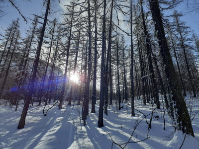 Les hp dans les forêts de melèzes, la spécialité des alpes du sud