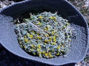 cueillette-genepi-.jpg