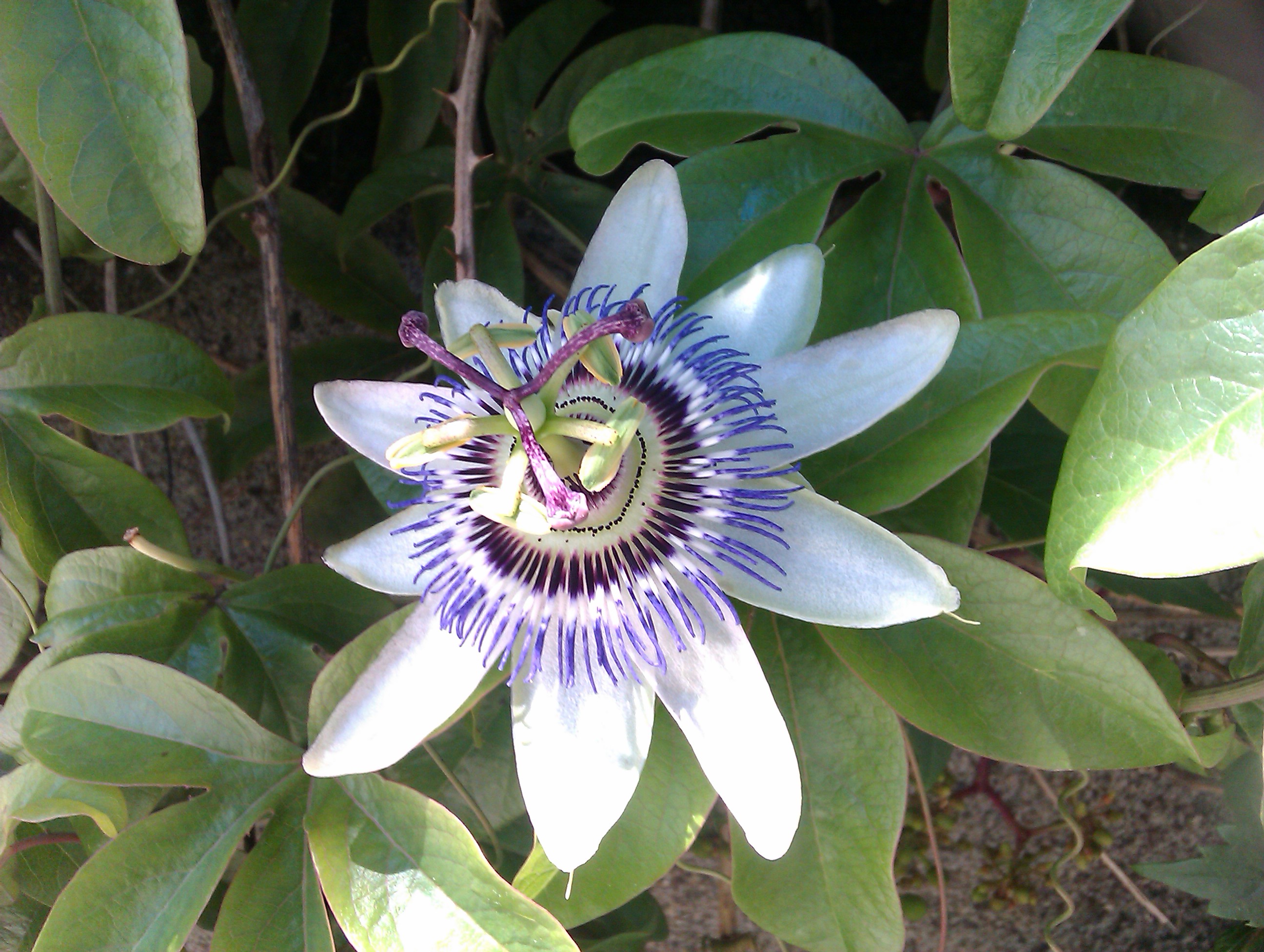 IMAG0450.jpg
