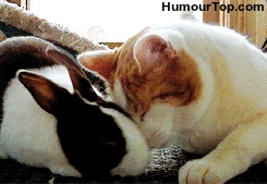 lapin a toujours un poto pas loin.gif