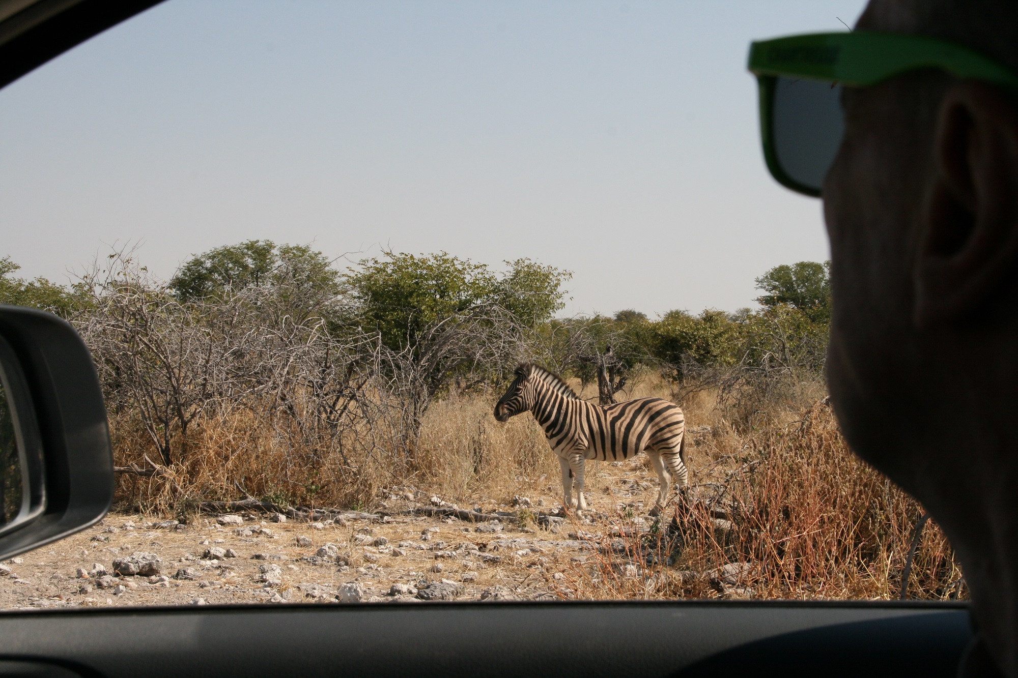 Zébra réserve Etosha.jpg