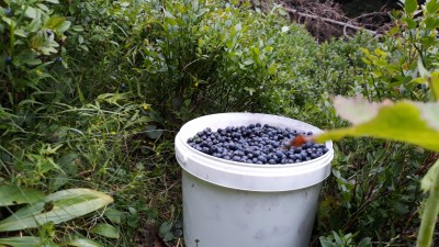 IMG-20190817-WA0001.jpeg