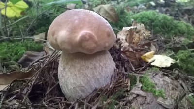 WP_20171012_11_46_11_Pro.jpg