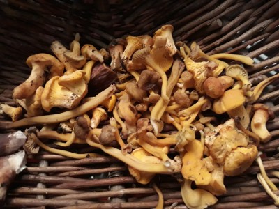 De plus en plus maigre mes ceuillettes