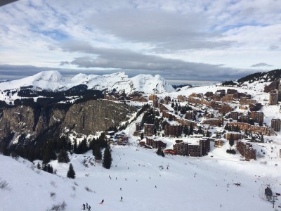 AvoMono 15 12 19 2 .JPG