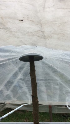 Souvenir d’un tk...