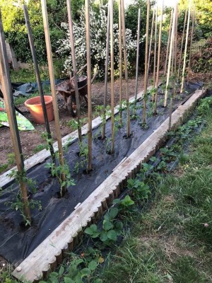 Jardin2.jpg