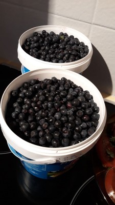 Elles sont bloues les berries !