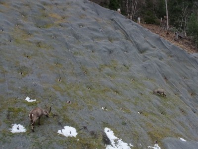 Vercorin Valais 07 02 21 (22).JPG